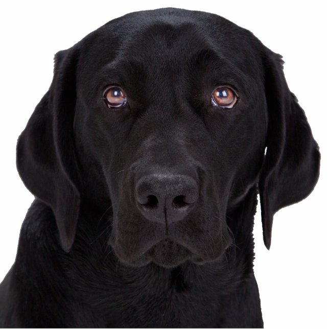 Black Labrador Retriever Statuette (Front)