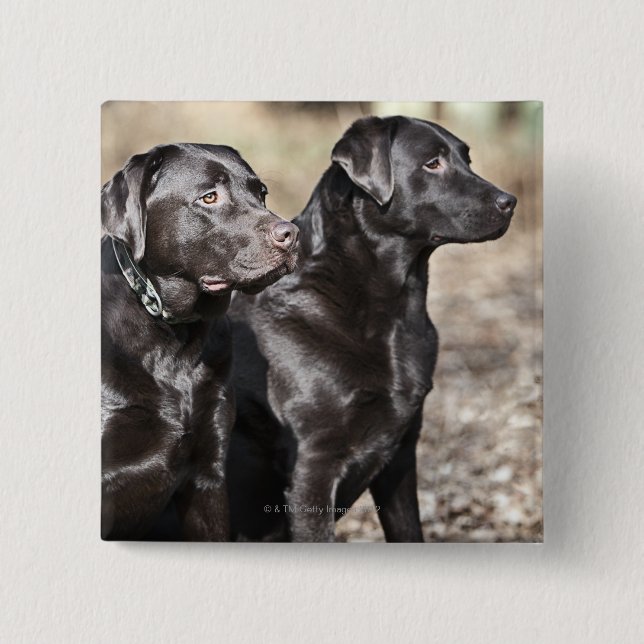 Black Labrador Retrievers Button (Front)