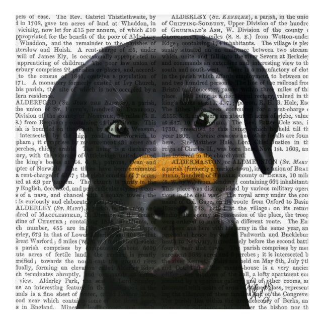 Black Labrador With Bone on Nose Acrylic Print (Front)
