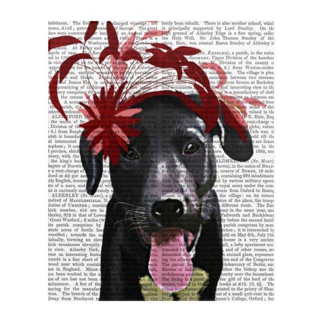 Black Labrador With Red Fascinator Acrylic Print (Front)