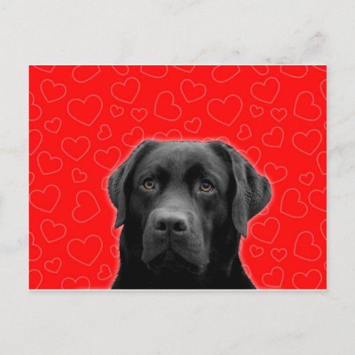 Black Labrador with Red Hearts Postcard