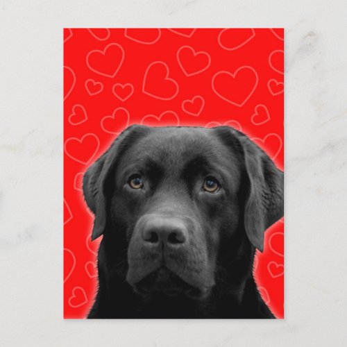 Black Labrador with Red Hearts Postcard