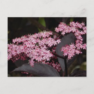 Black Lace Elderberry Postcard