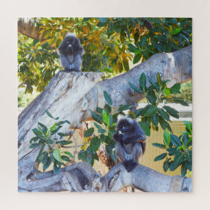 Black Langur Monkeys Eating, Jigsaw Puzzle