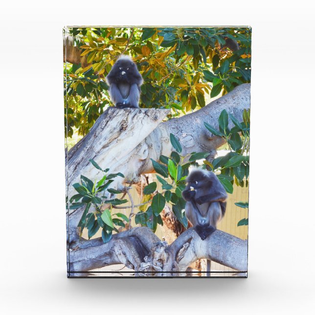 Black Langur Monkeys Eating, Photo Block (Front)