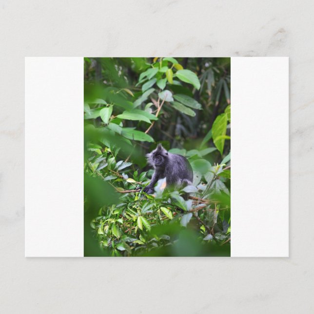 Black leaf monkey in tree Sumatra Indonesia Postcard (Front)