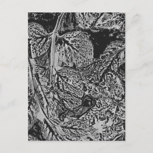 Black leaves postcard