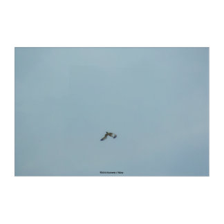 Black-legged kittiwake acrylic print