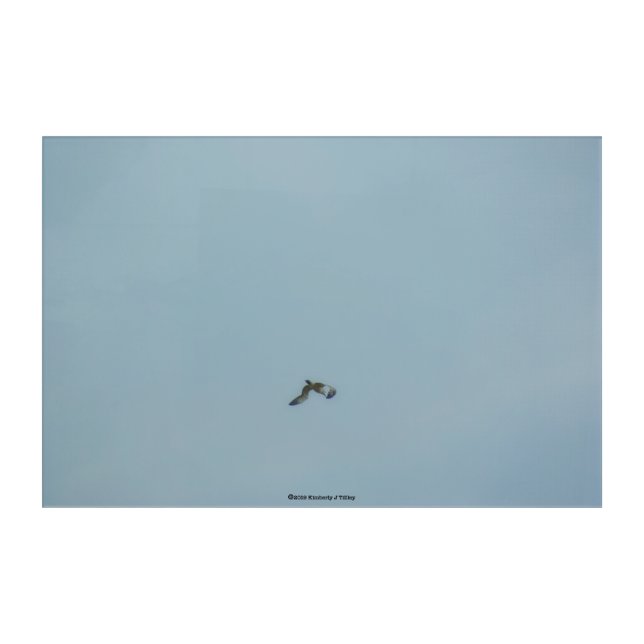 Black-legged kittiwake acrylic print (Front)
