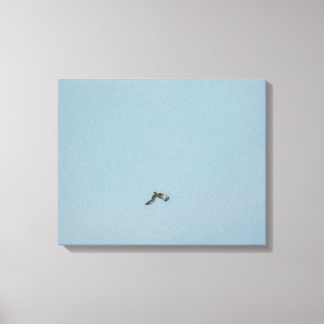 Black-legged kittiwake canvas print (Front)