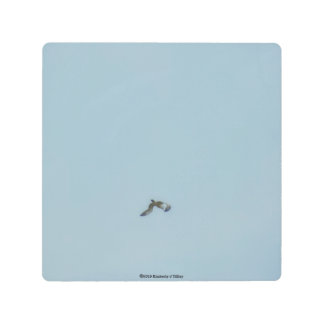 Black-legged kittiwake metal print