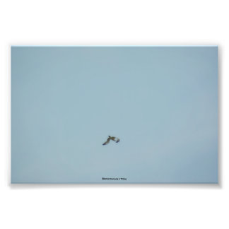 Black-legged kittiwake photo print