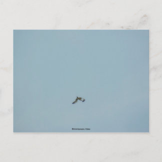 Black-legged kittiwake postcard