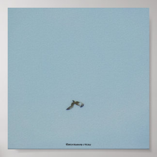 Black-legged kittiwake poster