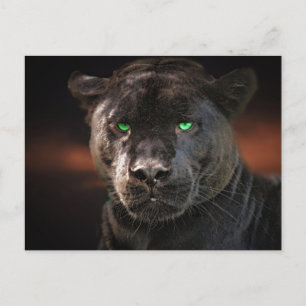 Black Leopard Big Cat Postcard