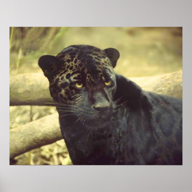 Black Leopard in the Wild Poster (Front)