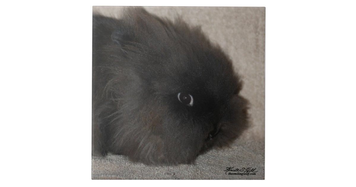 gray lionhead rabbits