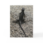 Black Lizard Card