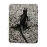 Black Lizard Magnet