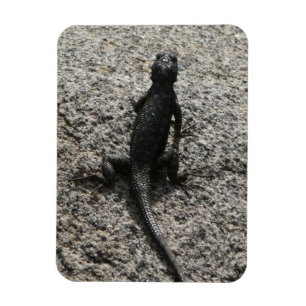 Black Lizard Magnet