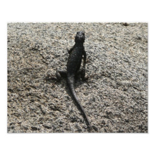Black Lizard Photo Print