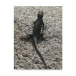 Black Lizard Postcard