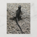 Black Lizard Postcard