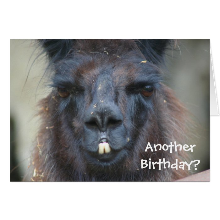 Black Llama Animal Funny Birthday Card