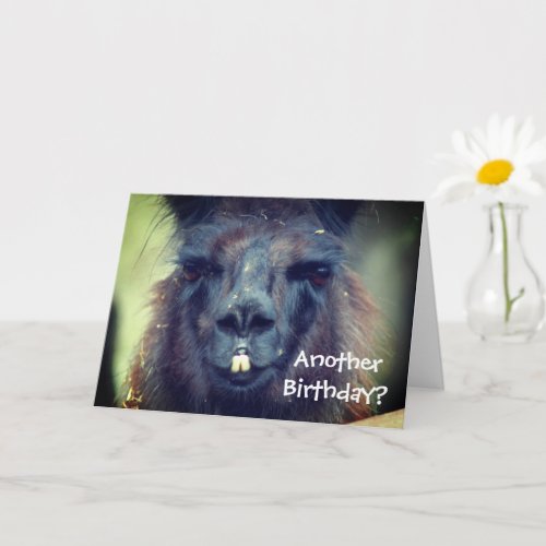 Black Llama Animal Funny Birthday  Card