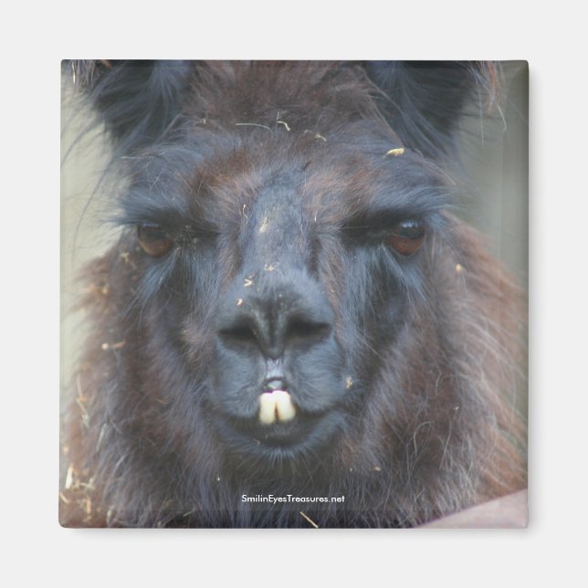 Black Llama Animal Nature Photo Magnet (Front)