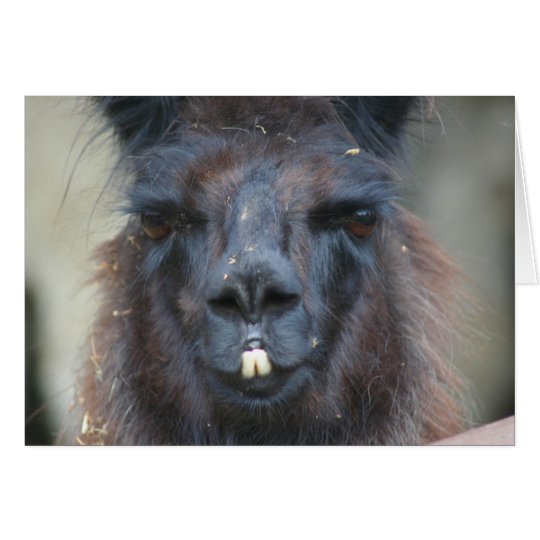 Black Llama Face Farm Animal Photography Card Zazzle