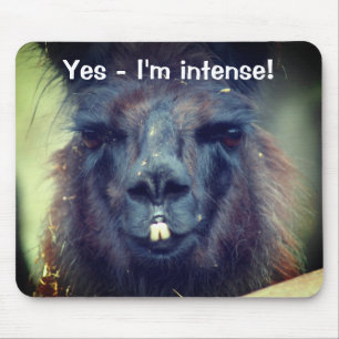 Black Llama I'm Intense Funny Animal Mouse Pad