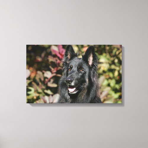 Black Long Haired German Shepherd Canvas Print