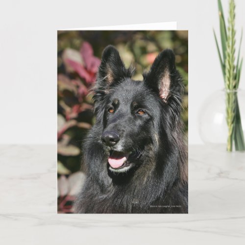 Black Long Haired German Shepherd Card