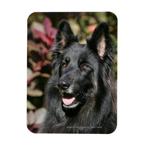Black Long Haired German Shepherd Magnet
