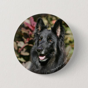 Black Long Haired German Shepherd Pinback Button