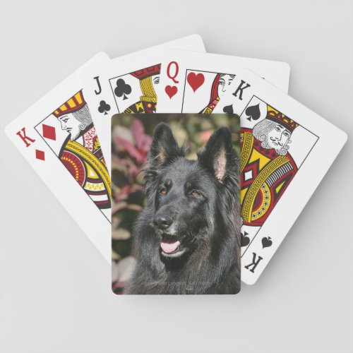 Black Long Haired German Shepherd Playing Cards