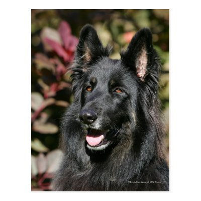 Black Long Haired German Shepherd Poster Zazzle Com
