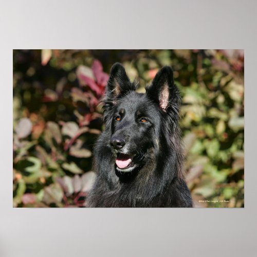 Black Long Haired German Shepherd Poster