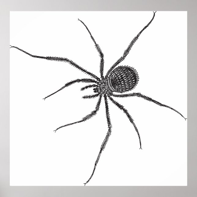 Black Long Leg Spider Creepy Arachnid Poster (Front)