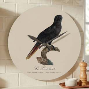 Black Lory or Red-Quilled Lory, Chalcopsitta atra Large Clock