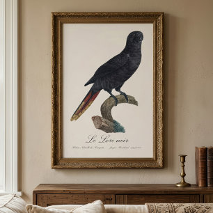 Black Lory or Red-Quilled Lory, Chalcopsitta atra Photo Print