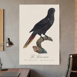 Black Lory or Red-Quilled Lory, Chalcopsitta atra Poster