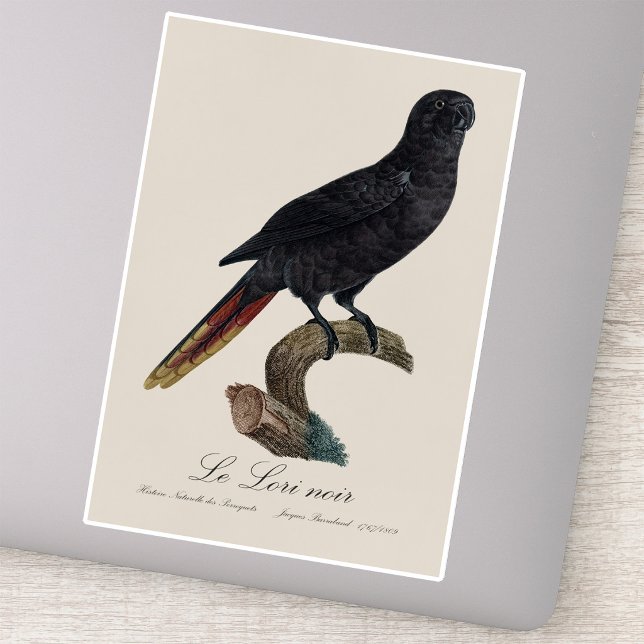 Black Lory or Red-Quilled Lory, Chalcopsitta atra Sticker (Black Lory or Red-Quilled Lory, Chalcopsitta atra. Sticker)