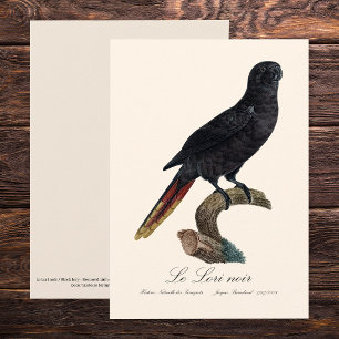 Black Lory or Red-Quilled Lory, Chalcopsitta atra Thank You Card