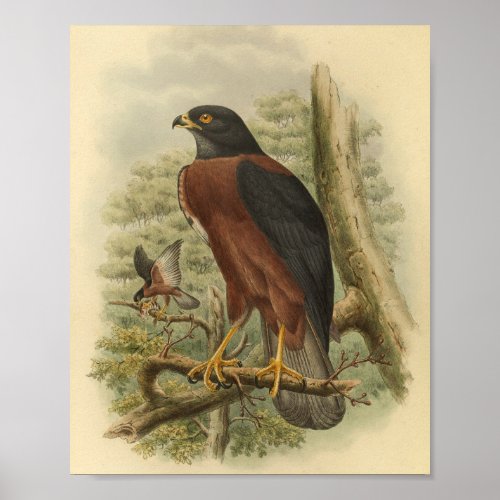 Black Mantled Goshawk Bird Color Vintage Print