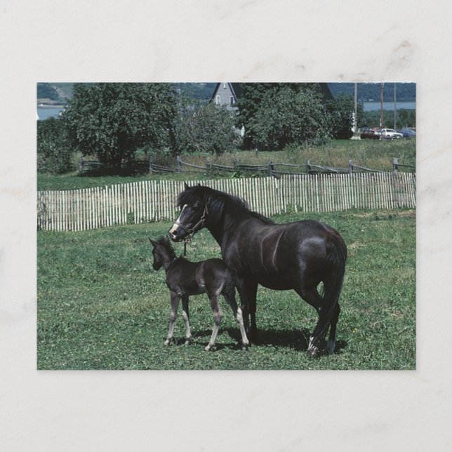 Black Mare and Foal Postcard (Front)