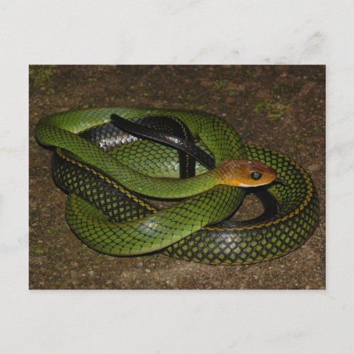 Black_margined Ratsnake or Green rat snake Postcard