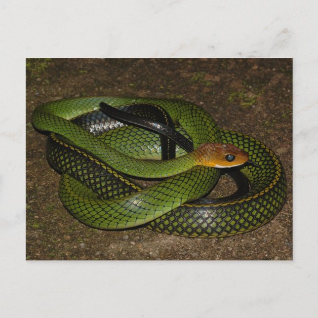 Black-margined Ratsnake or Green rat snake Postcard (Front)