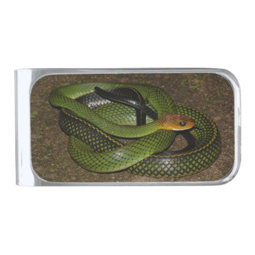 Black_margined Ratsnake or Green rat snake Silver Finish Money Clip